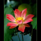 nelumbonaceae/lotus
