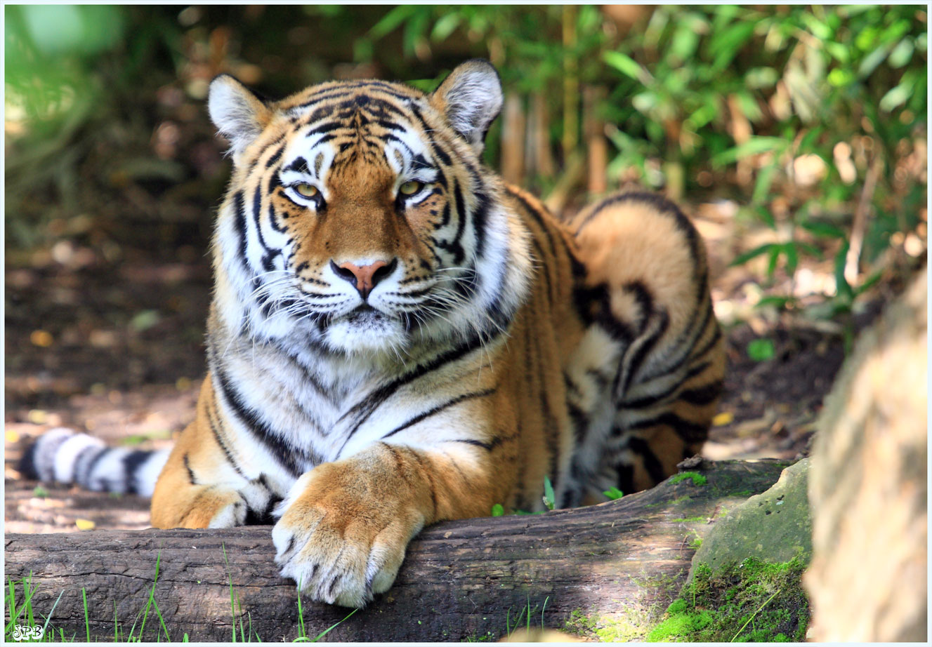 Nely aus dem Zoo Münster