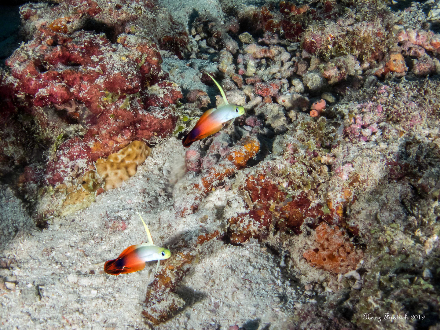 Nemateleotris magnifica Feuerschwertgrundel