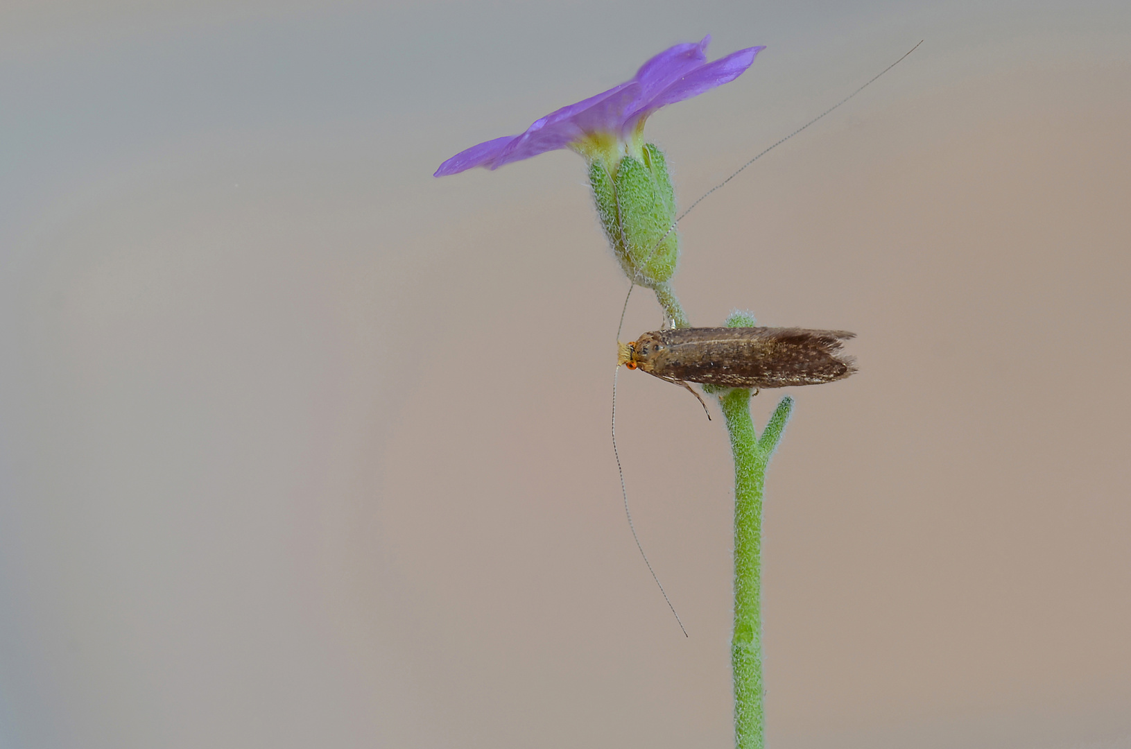 Nematopogon adansoniella 