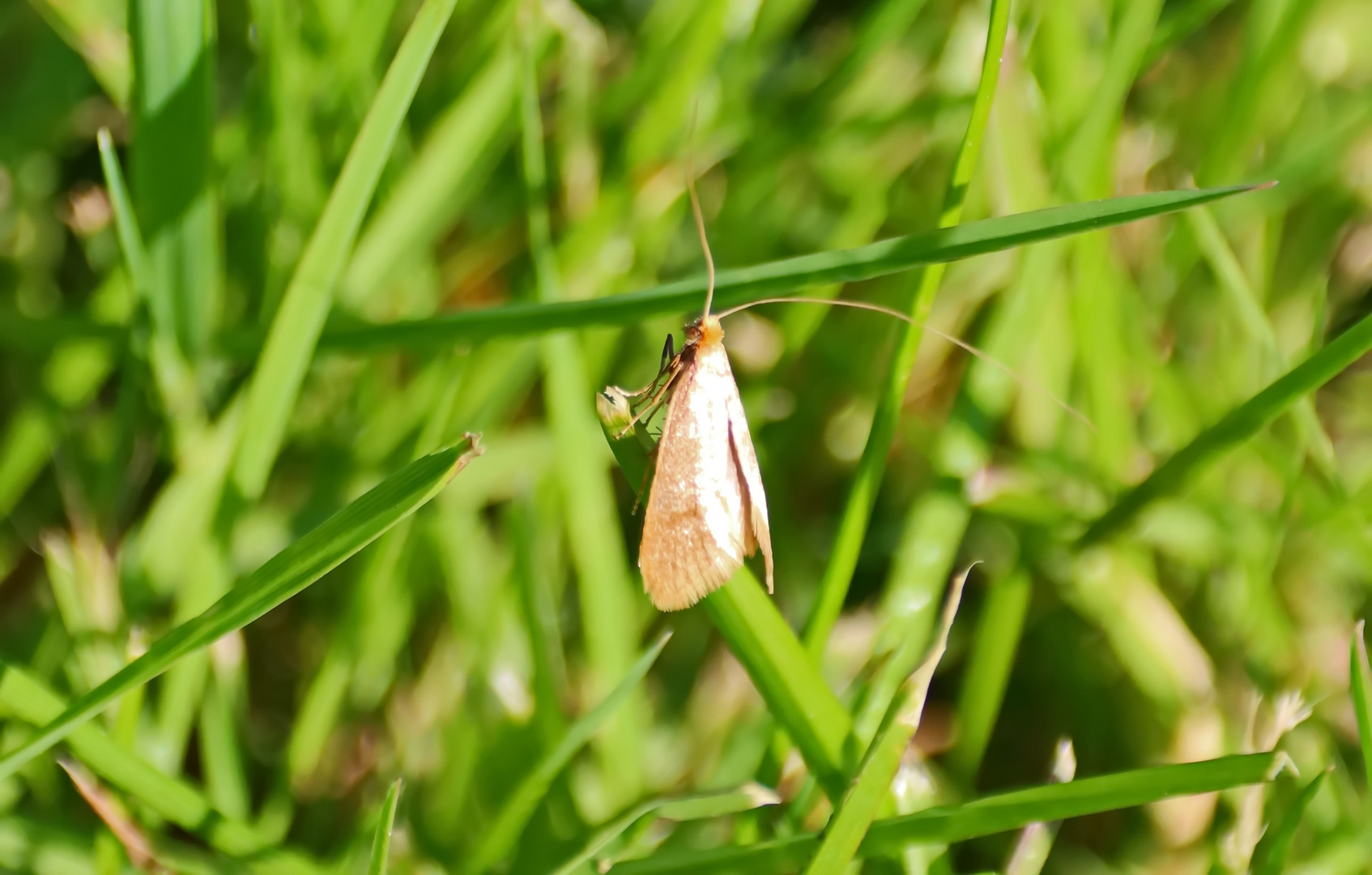 Nematopogon sp.