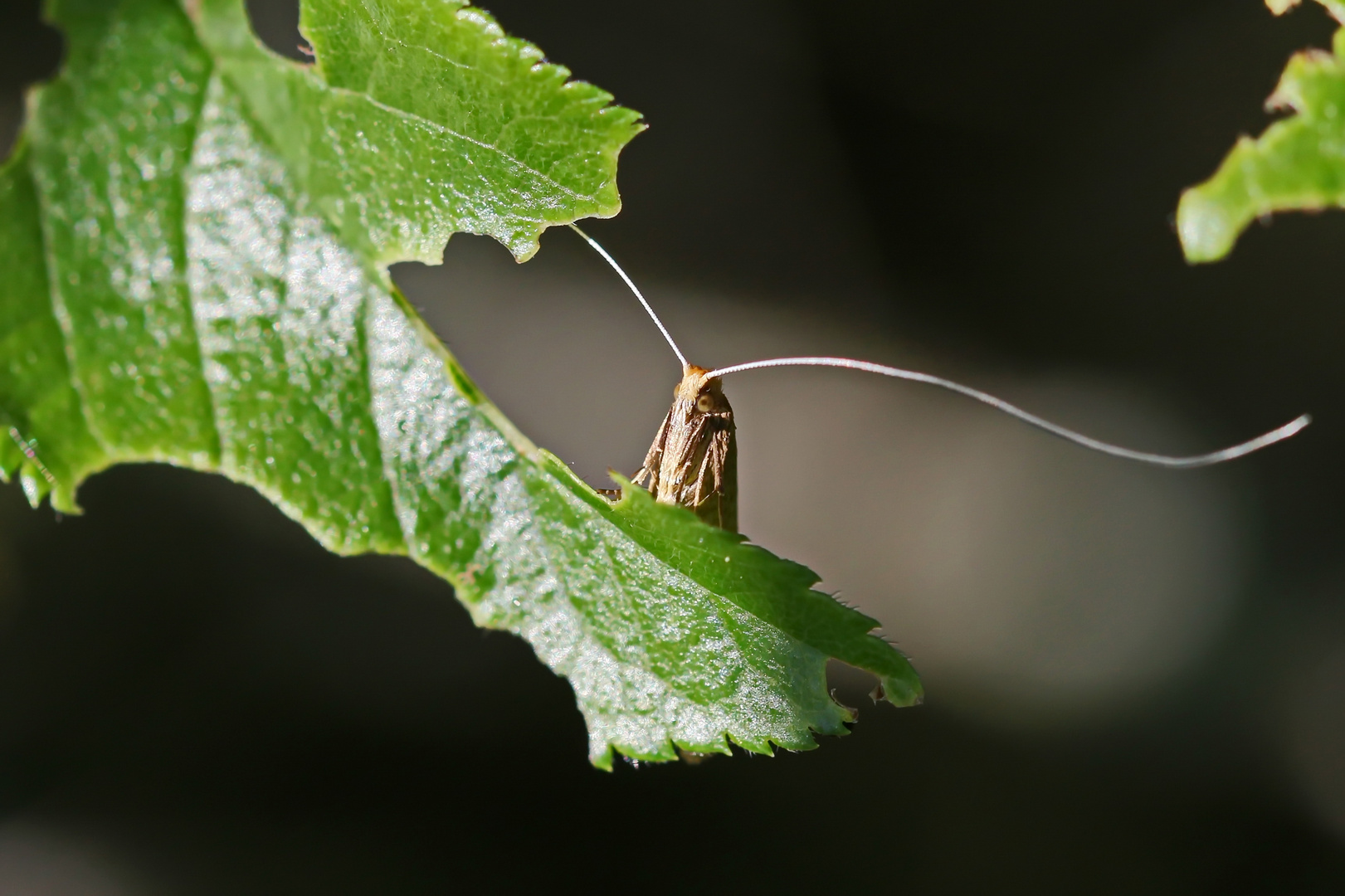 Nematopogoninae_sp.