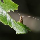 Nematopogoninae_sp.