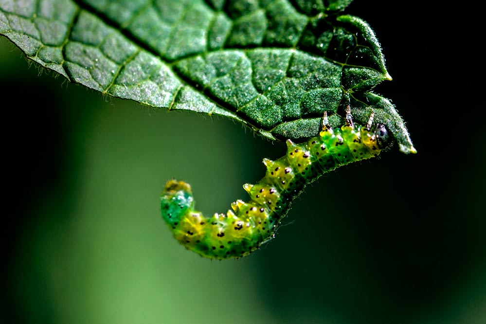 Nematus ribesii - Larve einer Blattwespe