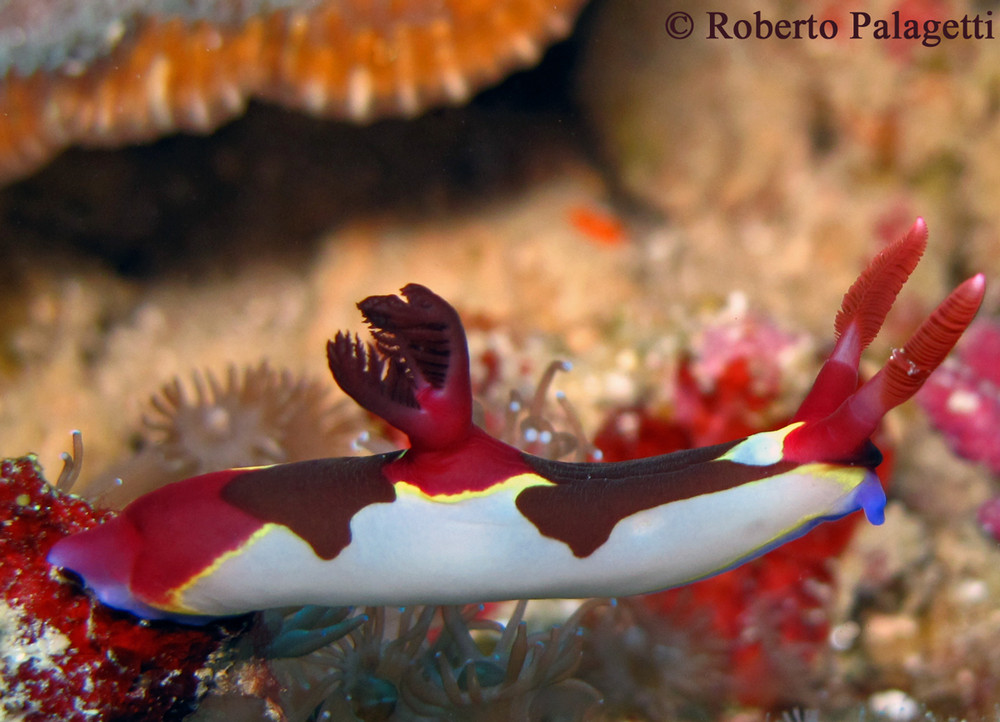 Nembrotha chamberlaini