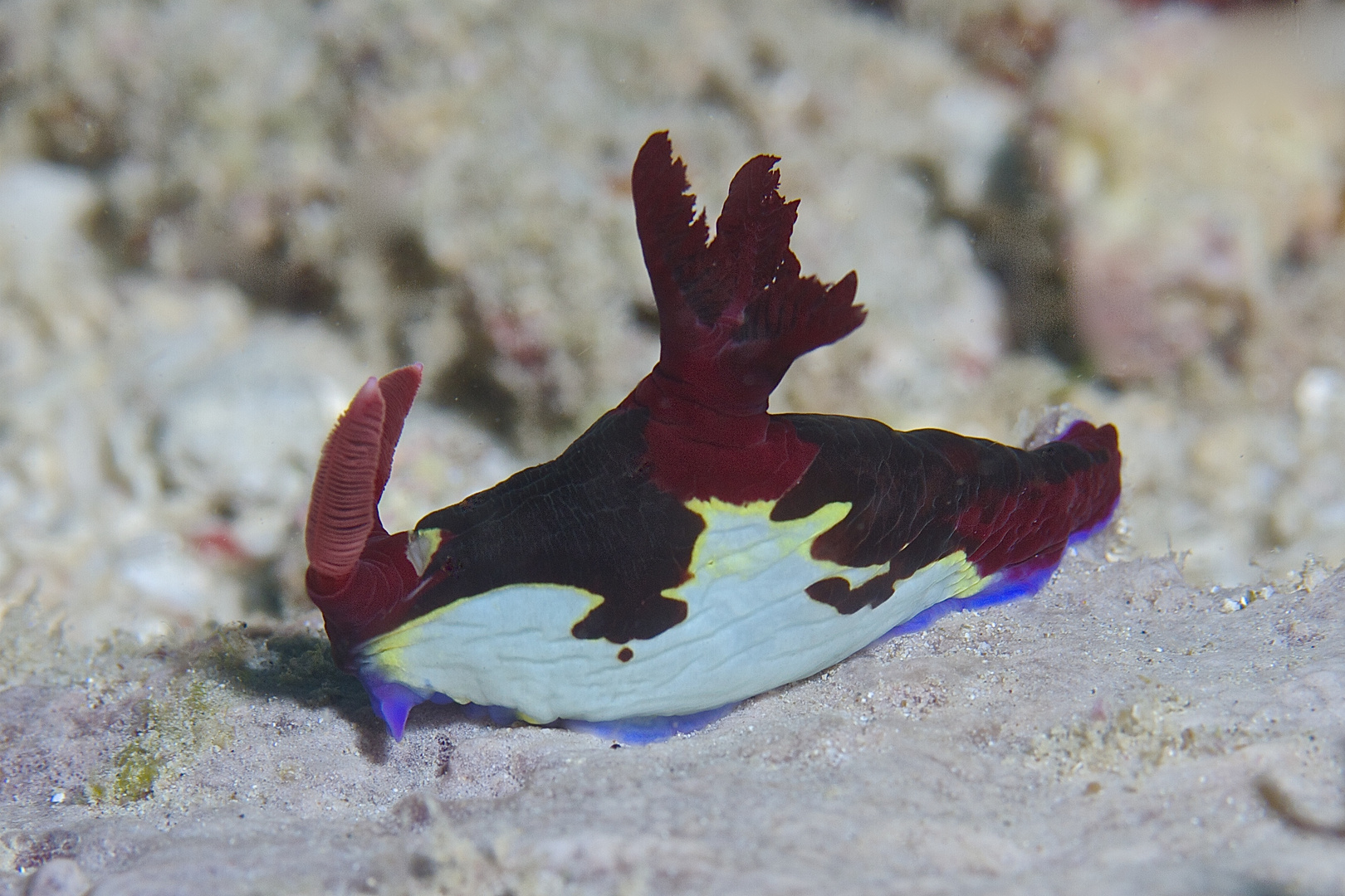 Nembrotha chamberlaini