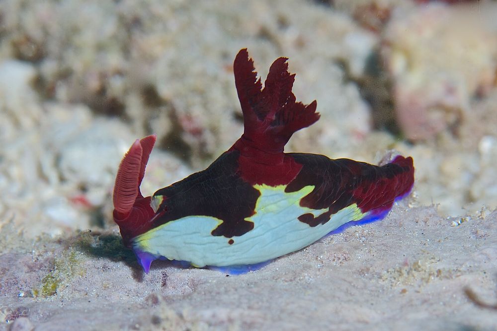 Nembrotha chamberlaini