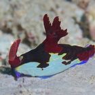 Nembrotha chamberlaini