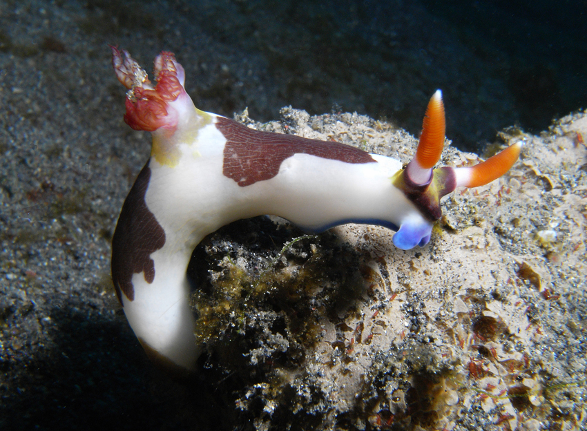 Nembrotha chamberlaini Gosliner & Behrens, 1997