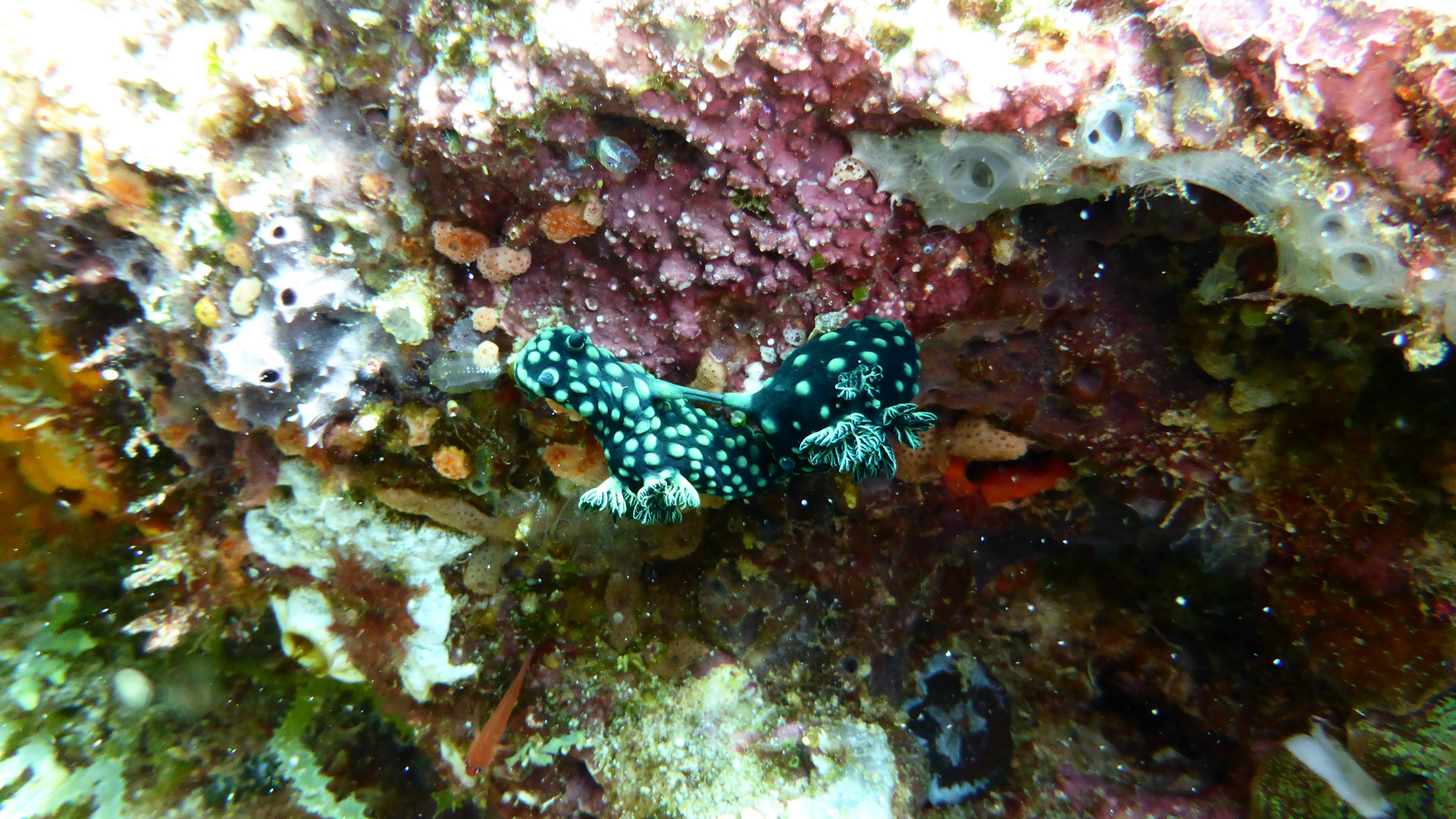 Nembrotha cristata