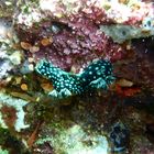 Nembrotha cristata