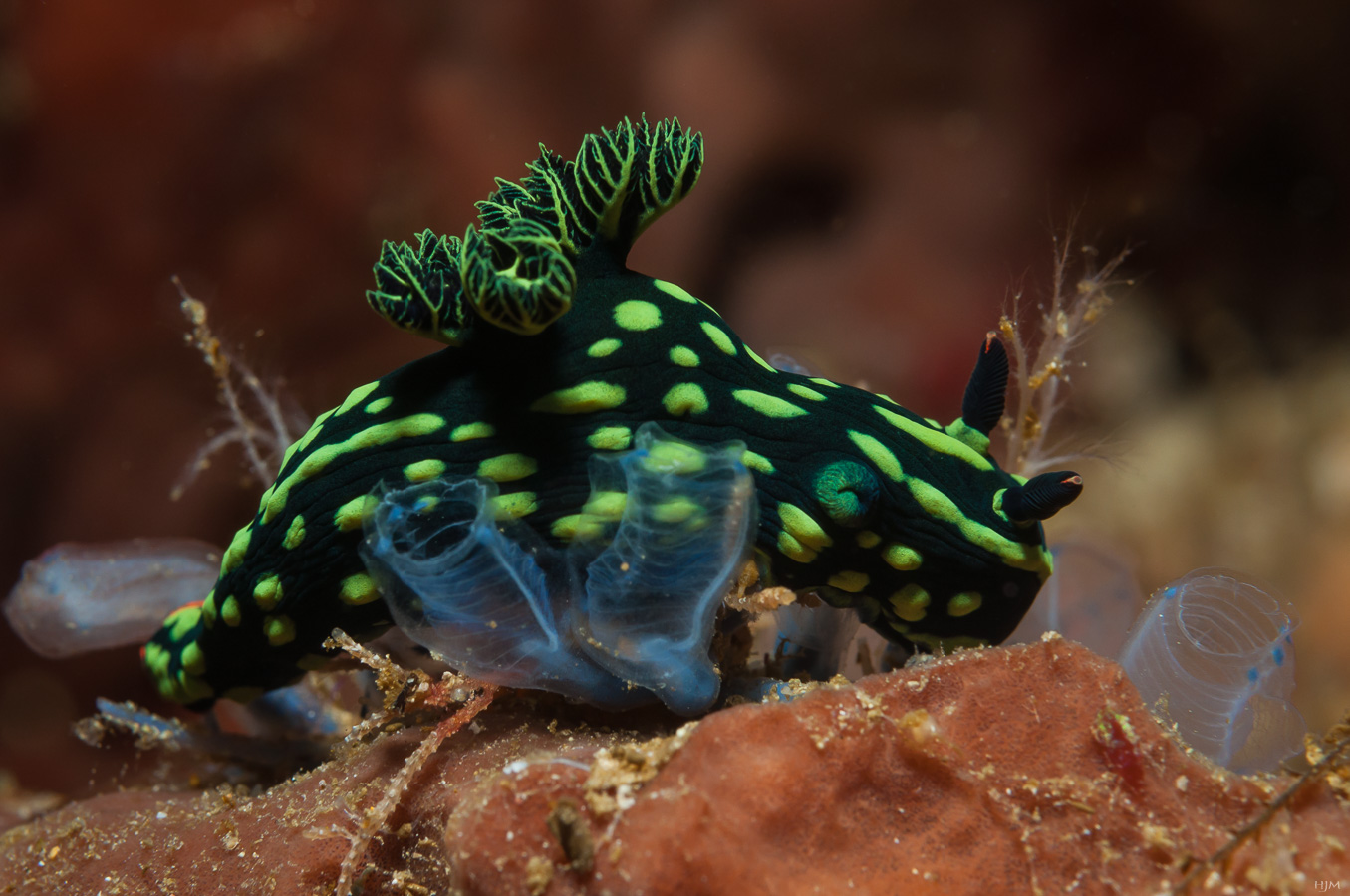 Nembrotha cristata