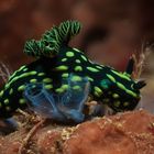 Nembrotha cristata