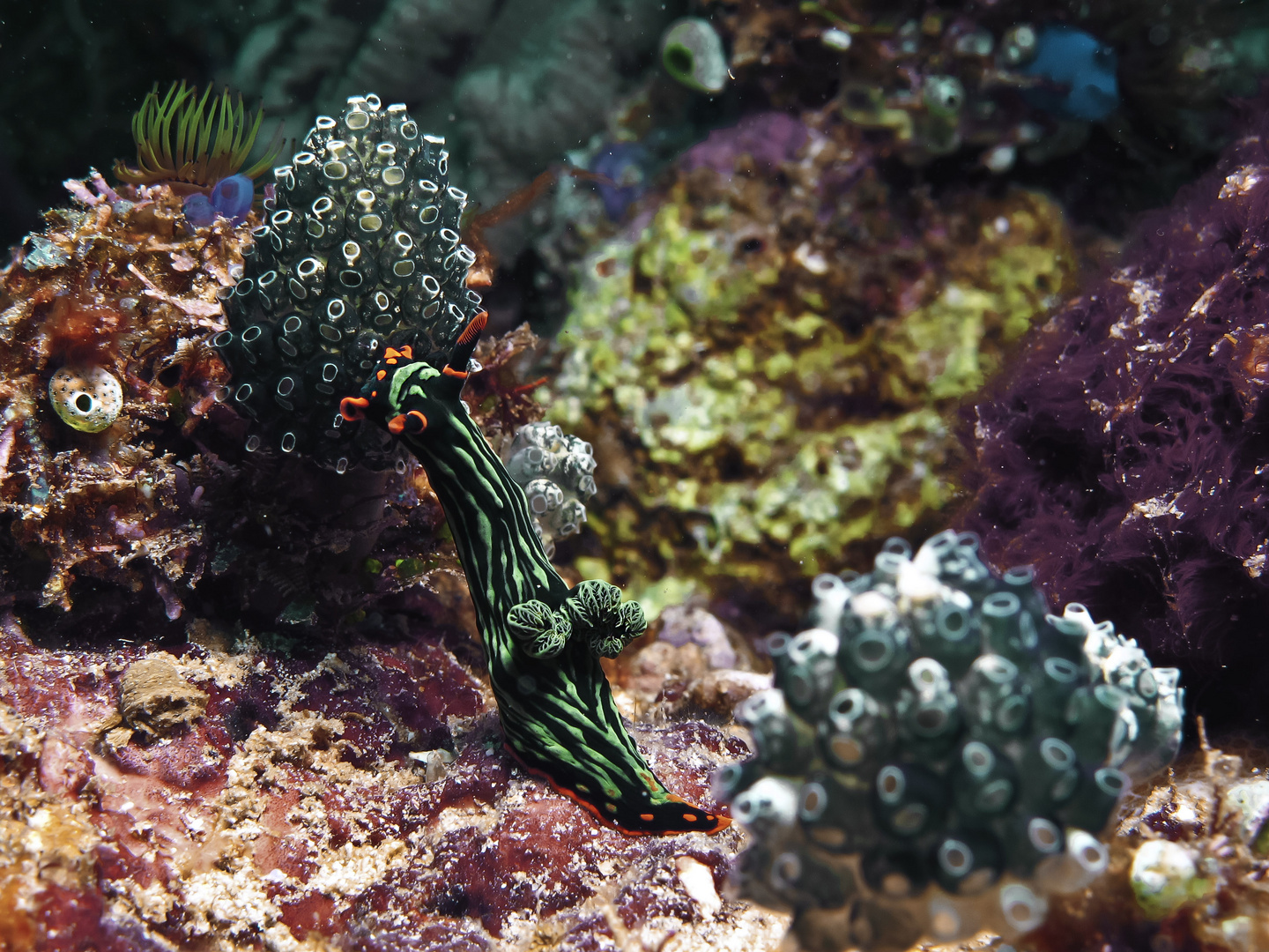 Nembrotha frißt Seescheiden