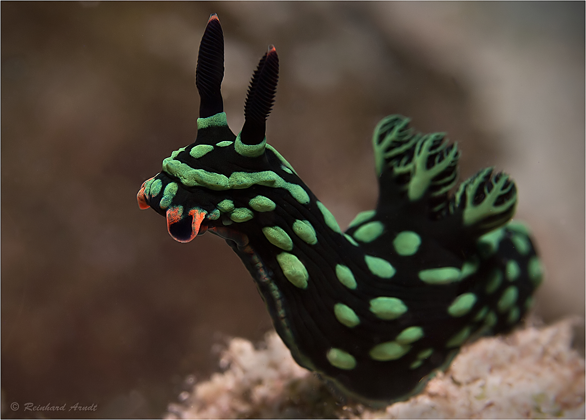 Nembrotha kubaryana