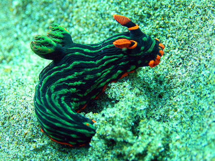 Nembrotha kubaryana