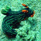 Nembrotha kubaryana