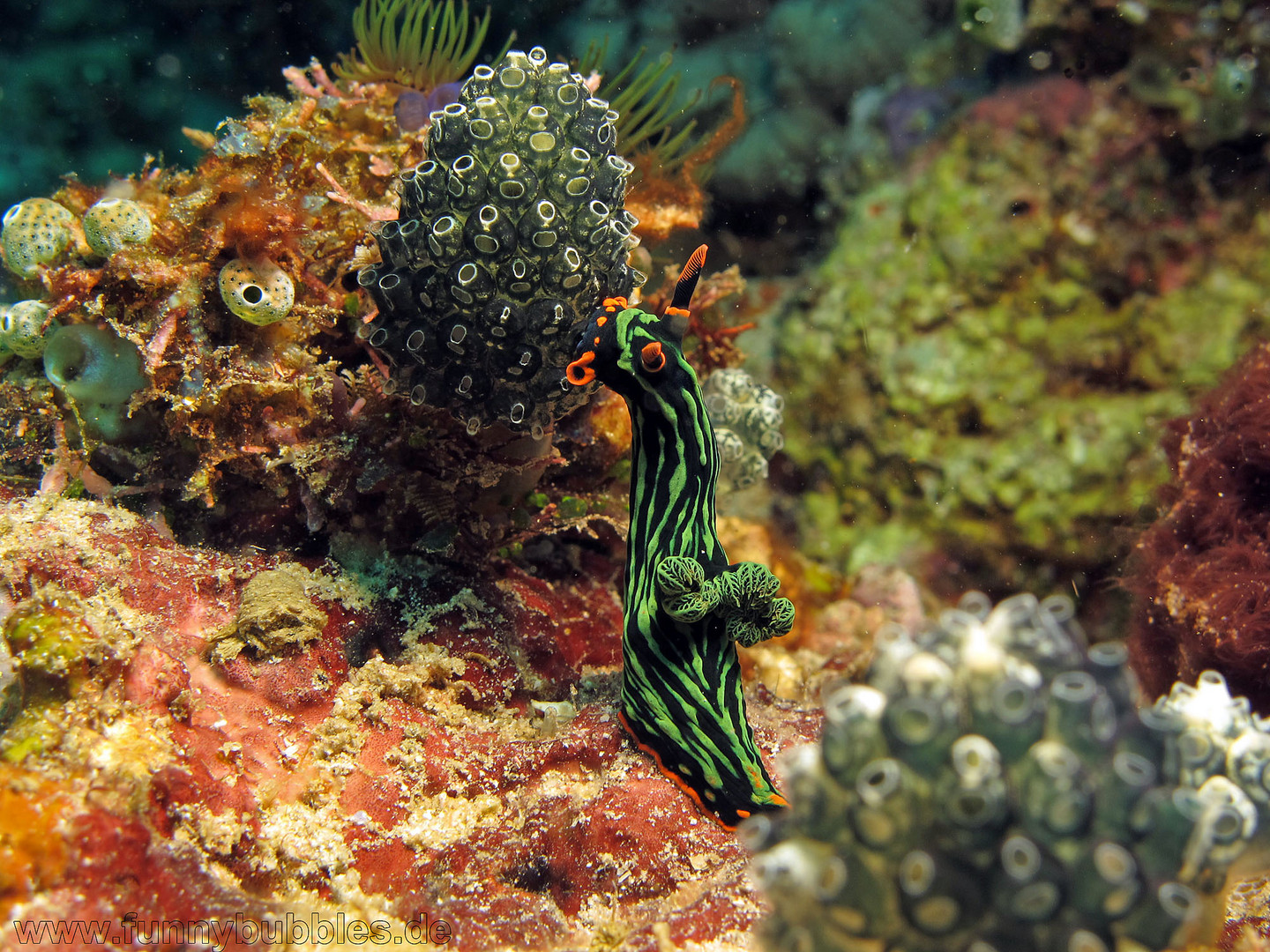 Nembrotha kubaryana frisst an Seescheidenkolonie