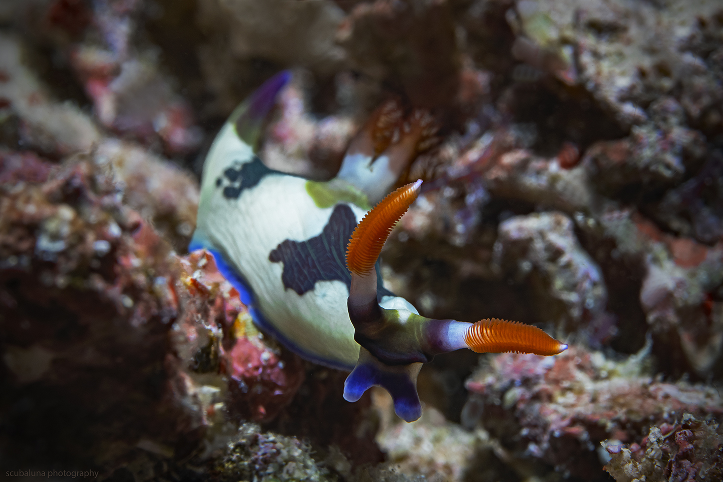 Nembrotha Sternschnecke