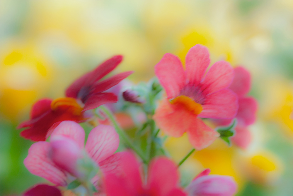 Nemesia strumosa