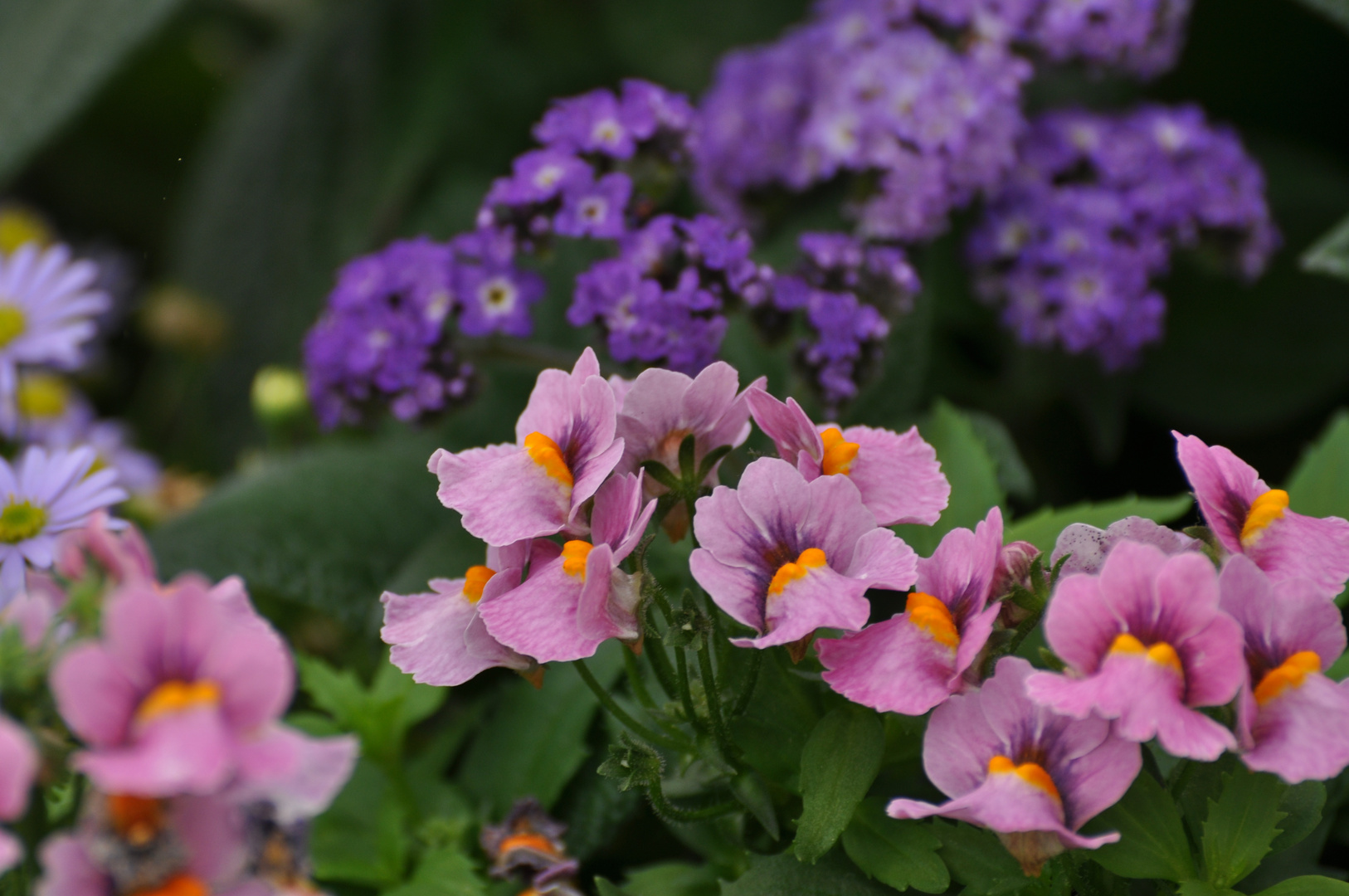 Nemesia Sunsatia Cassic