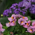 Nemesia Sunsatia Cassic