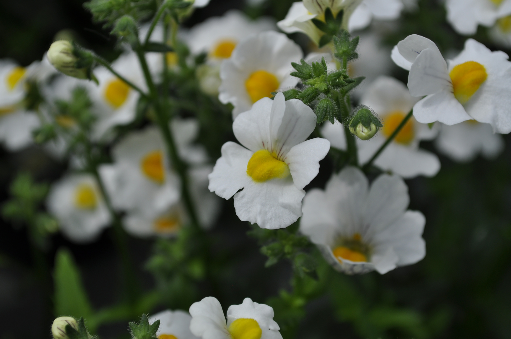 Nemesia Sunsatia Plus Anona