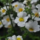 Nemesia Sunsatia Plus Anona