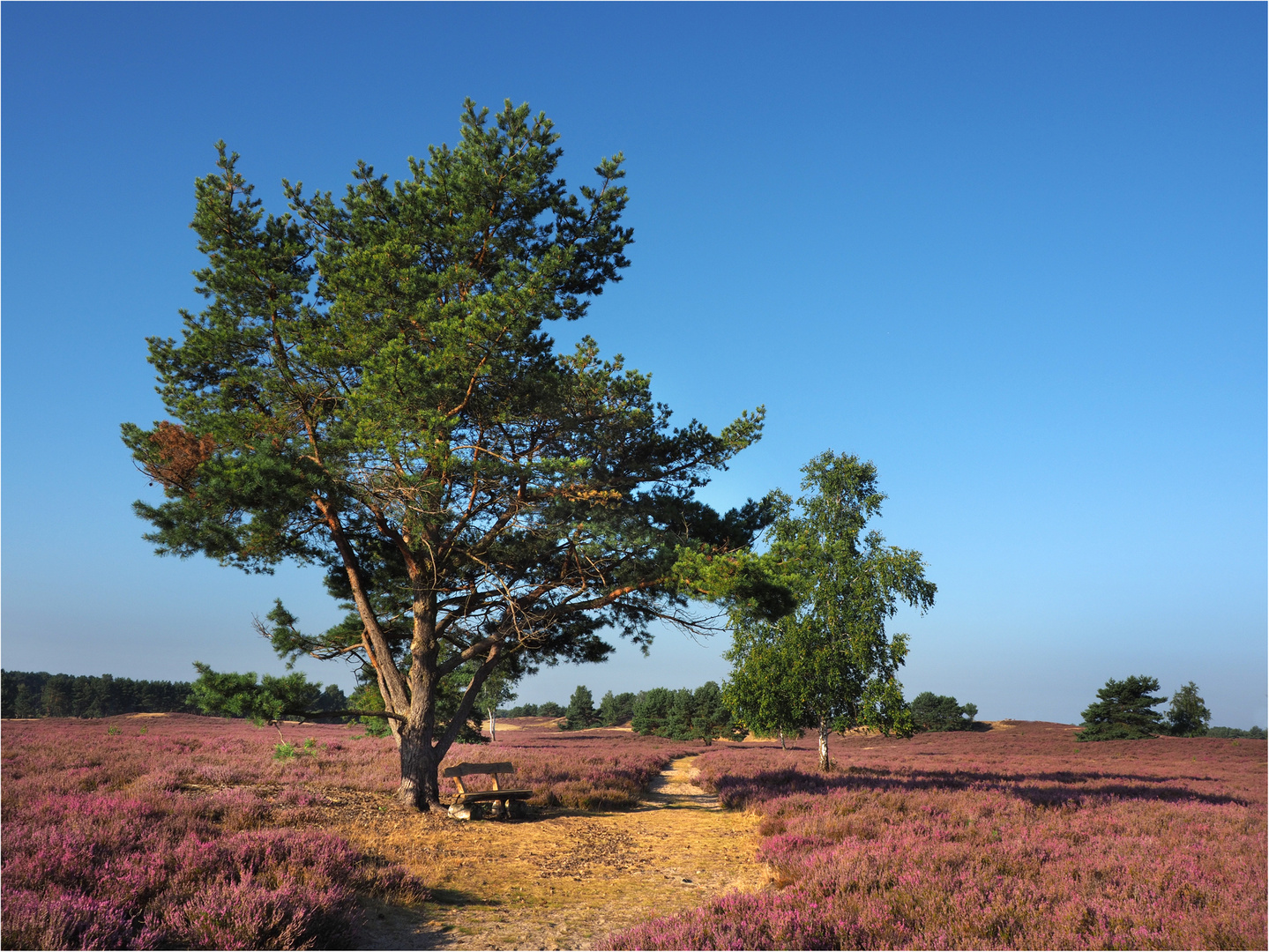 Nemitzer   Heide