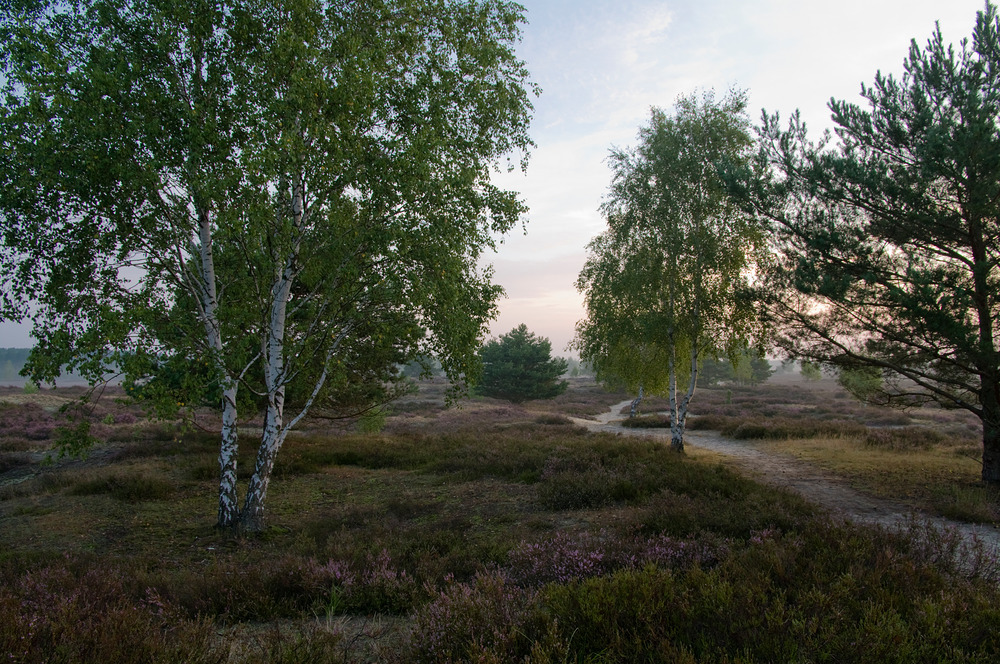 Nemitzer Heide