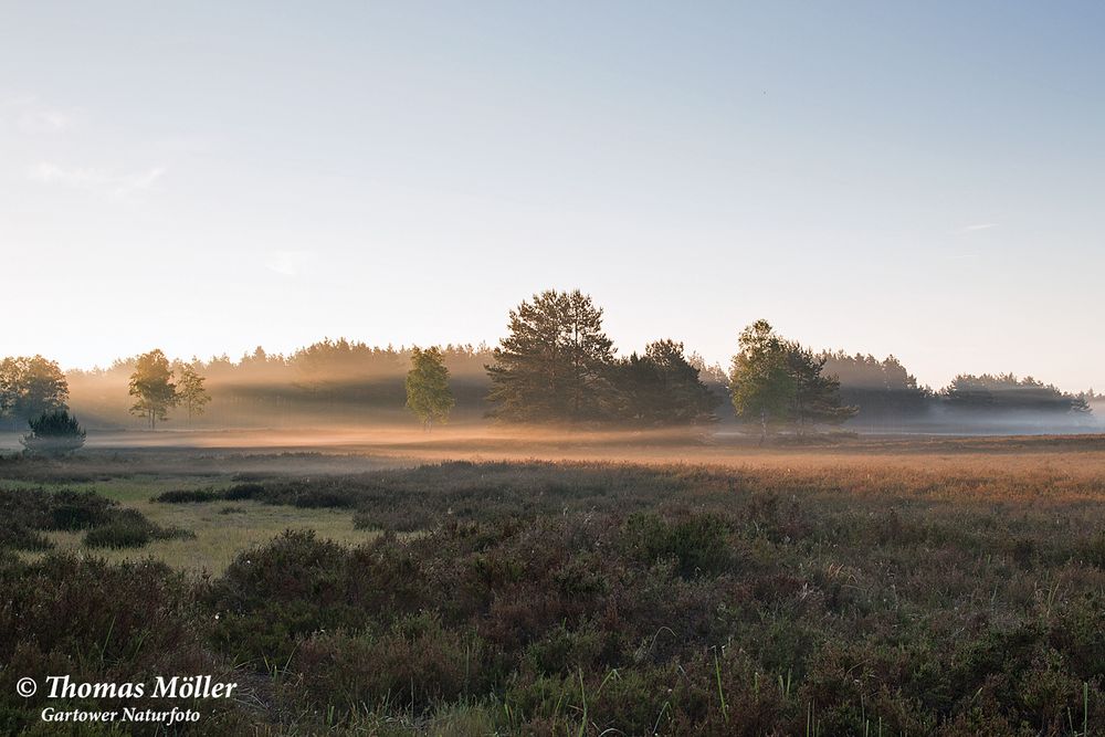 Nemitzer Heide