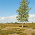 Nemitzer Heide Juli 2009 1