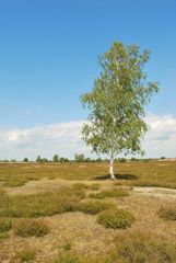 Nemitzer Heide Juli 2009 1