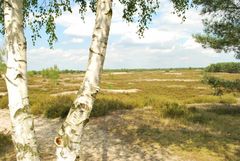 Nemitzer Heide Juli 2009 2