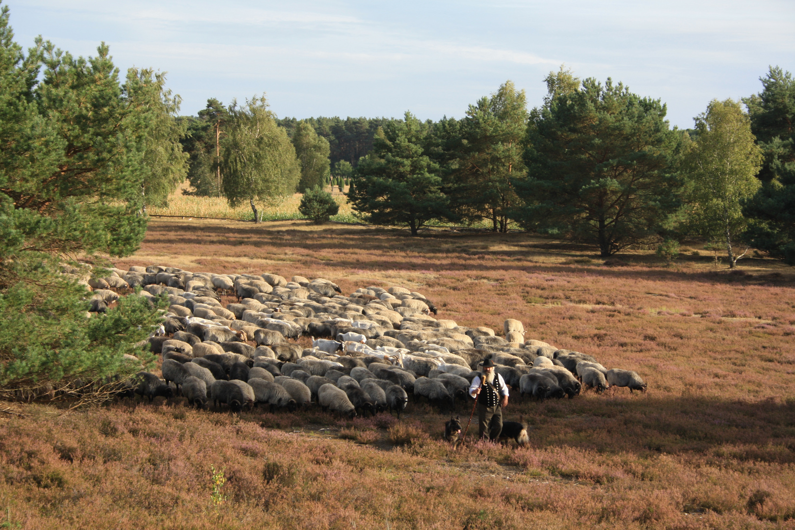 Nemitzer Heide mit Schäfer Meinecke 