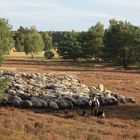 Nemitzer Heide mit Schäfer Meinecke 