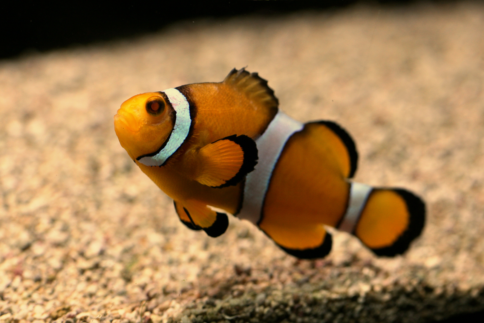 Nemo