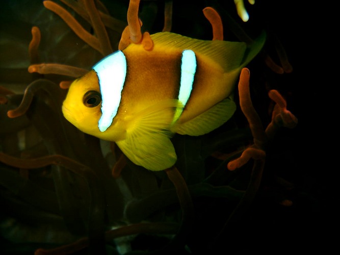 nemo