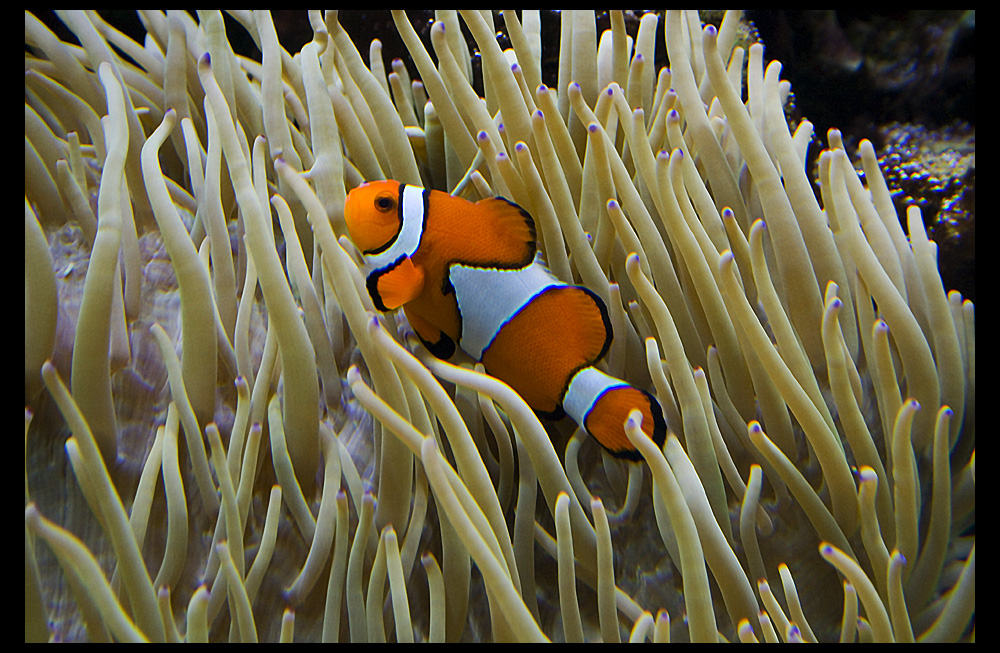 NEMO