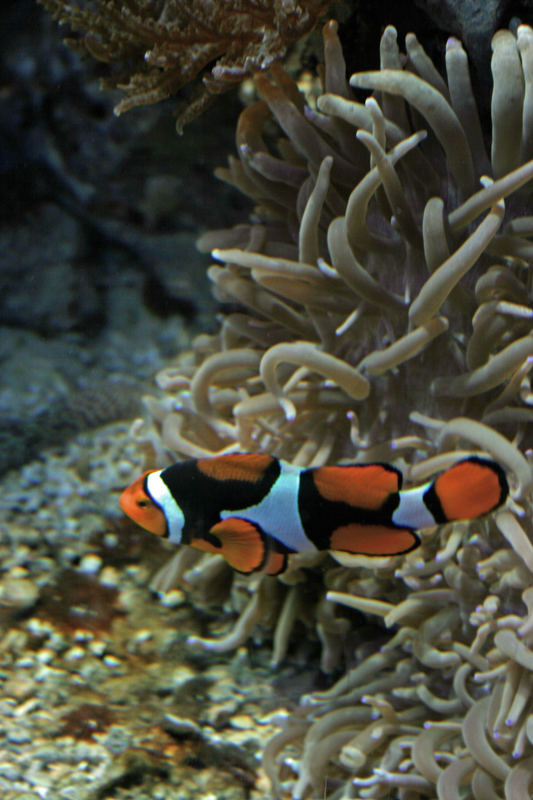 Nemo