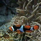 Nemo