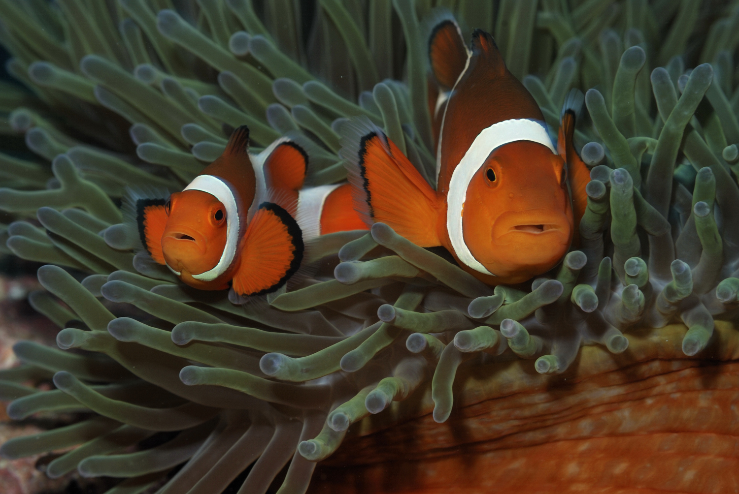 Nemo