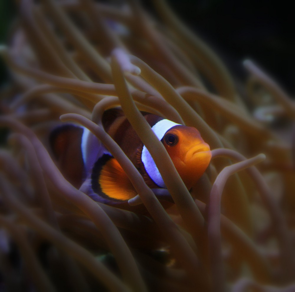 Nemo