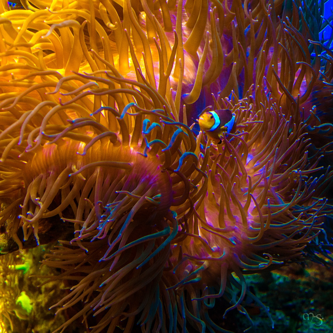 Nemo (2)
