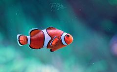 Nemo