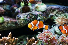 Nemo