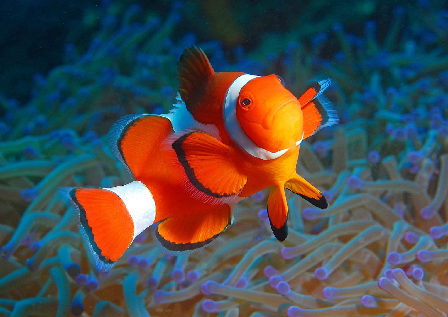 Nemo