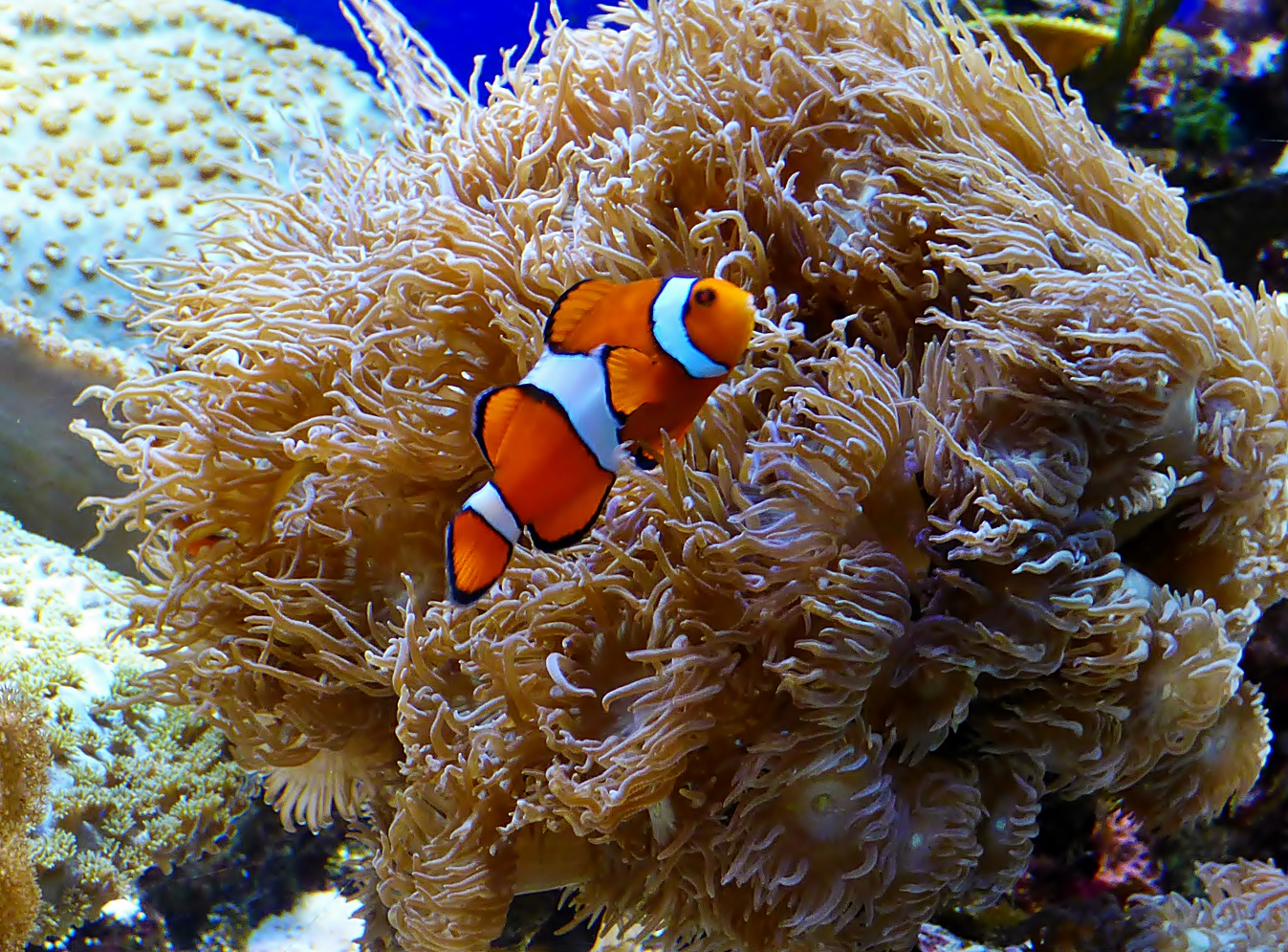 *Nemo* . . . .