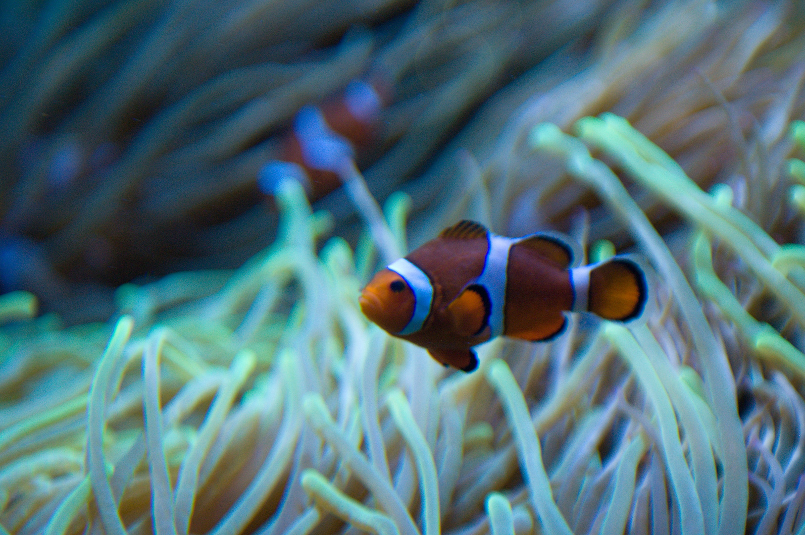 Nemo