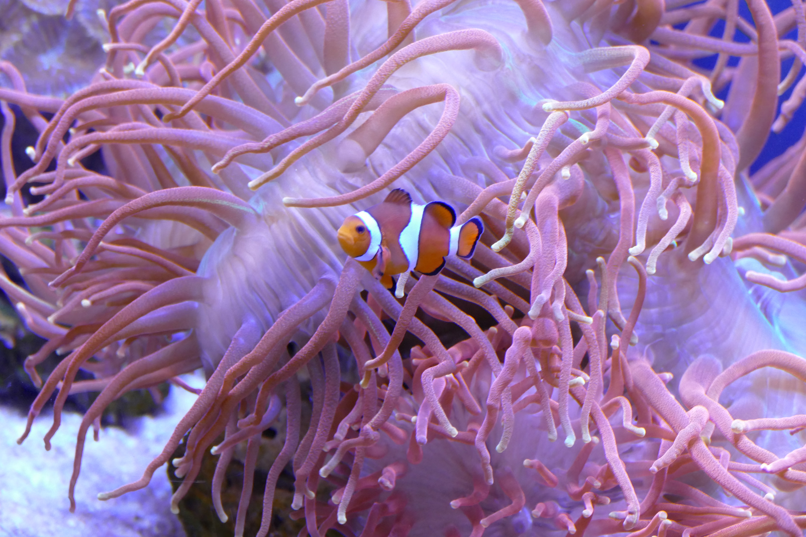 Nemo